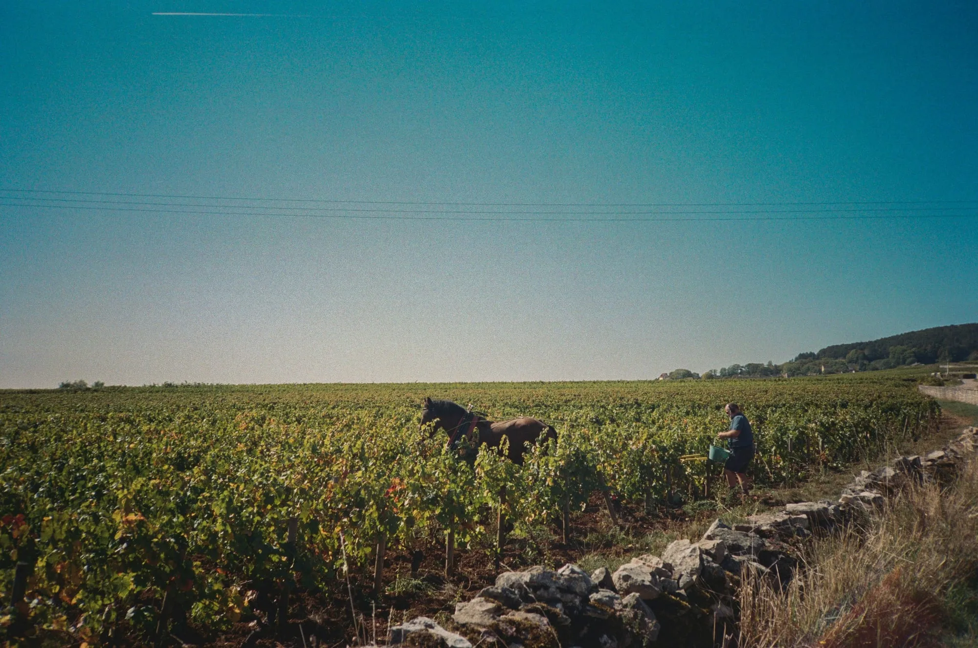Pommard